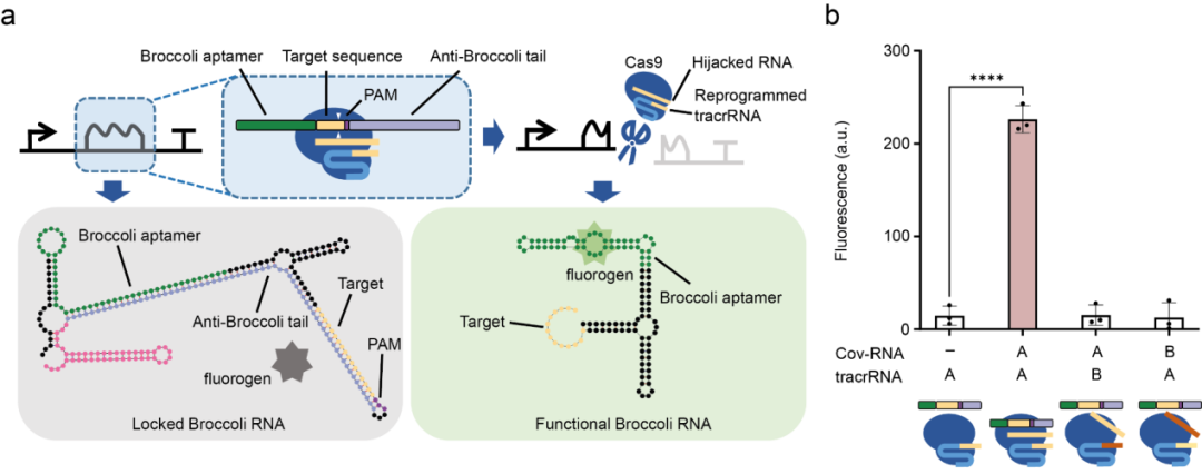 Nat Commun | 王宝俊团队重编程tracrRNA 劫持mRNAs/sRNAs/vRNA 作为CRISPR RNA