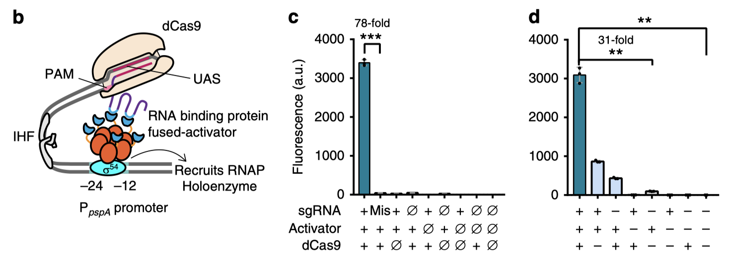 Nat Comm | 新型原核CRISPRa实现“可投影”多基因表达谱