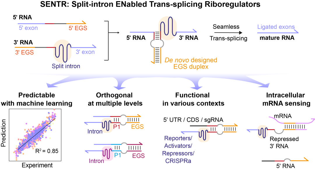 浙江大学王宝俊团队Nature Chem Biol｜可编程RNA剪接实现基因逻辑线路设计新范式