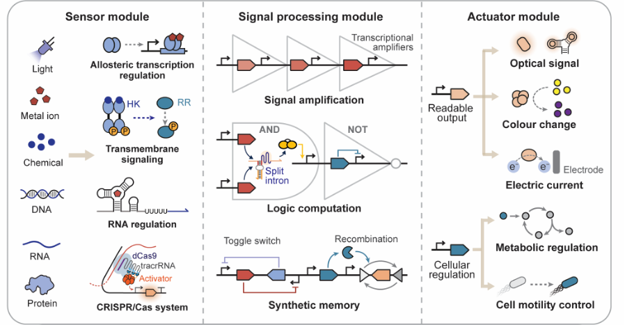 浙江大学王宝俊团队Advanced Science特邀综述｜基因线路设计赋能新一代合成生物传感器开发