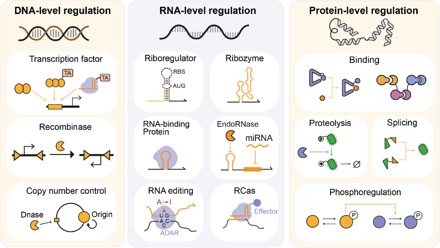 Customizing genetic circuits by multi-level regulatory circuits