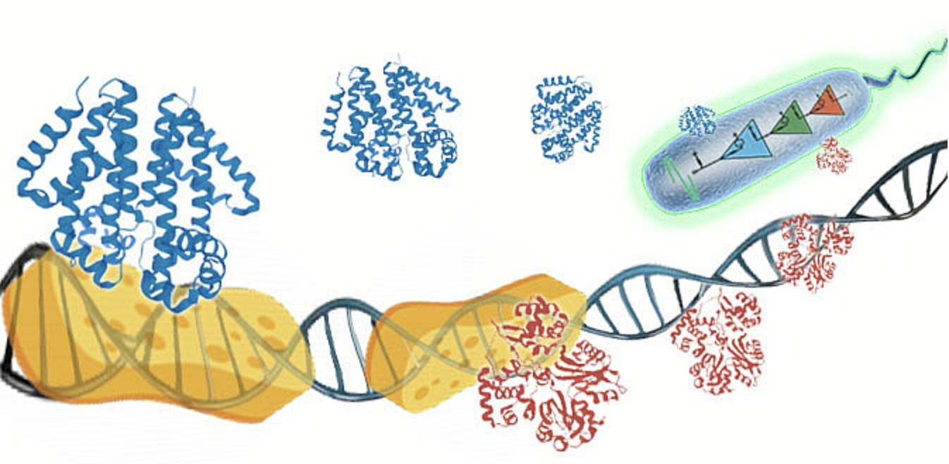 DNA sponge as a versatile tool to fine tune gene circuits